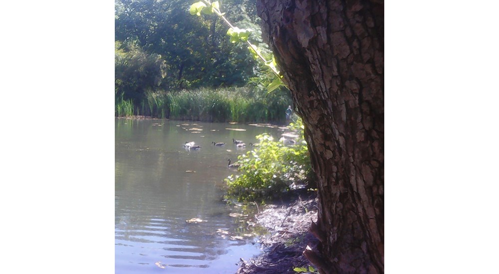 Childrens_OP_Turtle_and_Geese