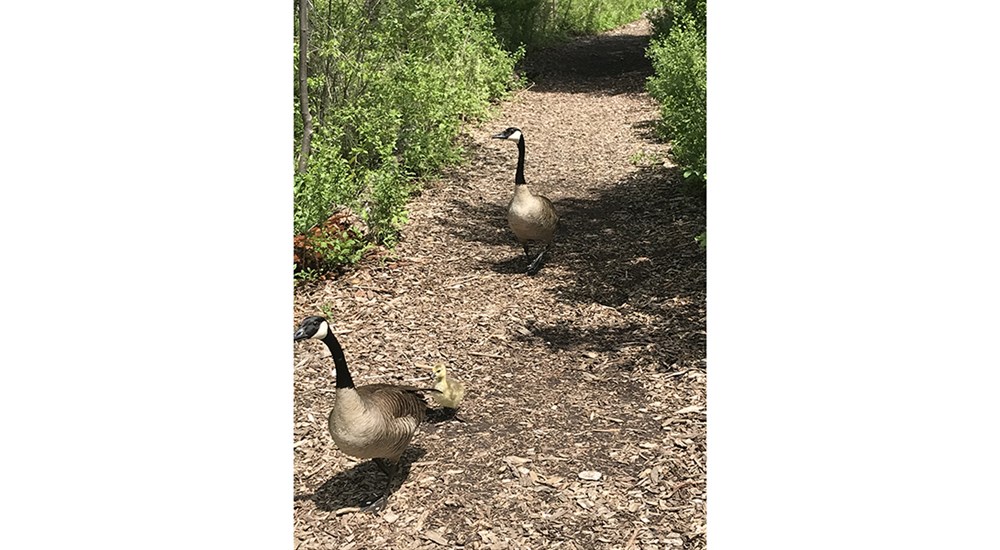 Wildlife_ERL_Goose_Family