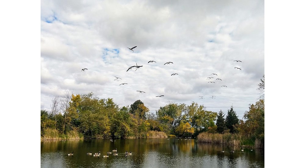 Wildlife_KRHB_Geese_in_the_Air