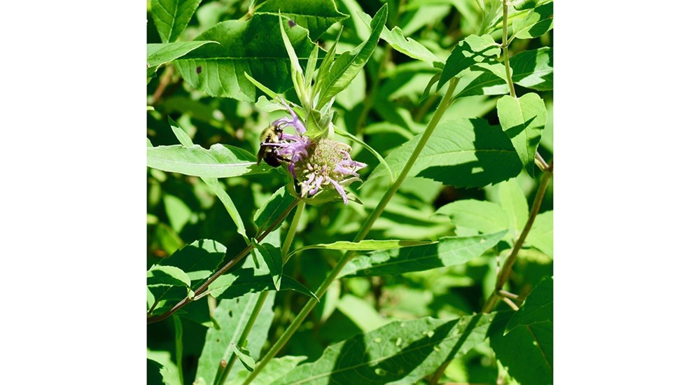 Wildlife_NS_Busy_Bee