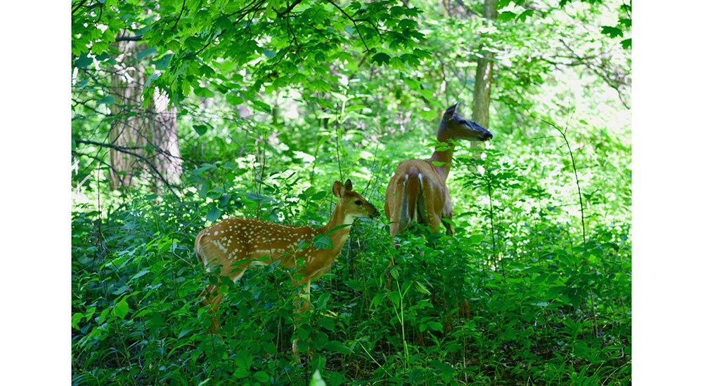 Wildlife_NS_Mom_and_Baby_Exploring
