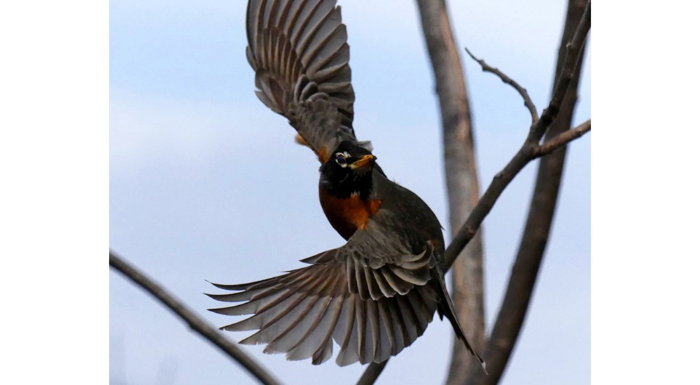 Wildlife_PW_Robin_Taking_Off