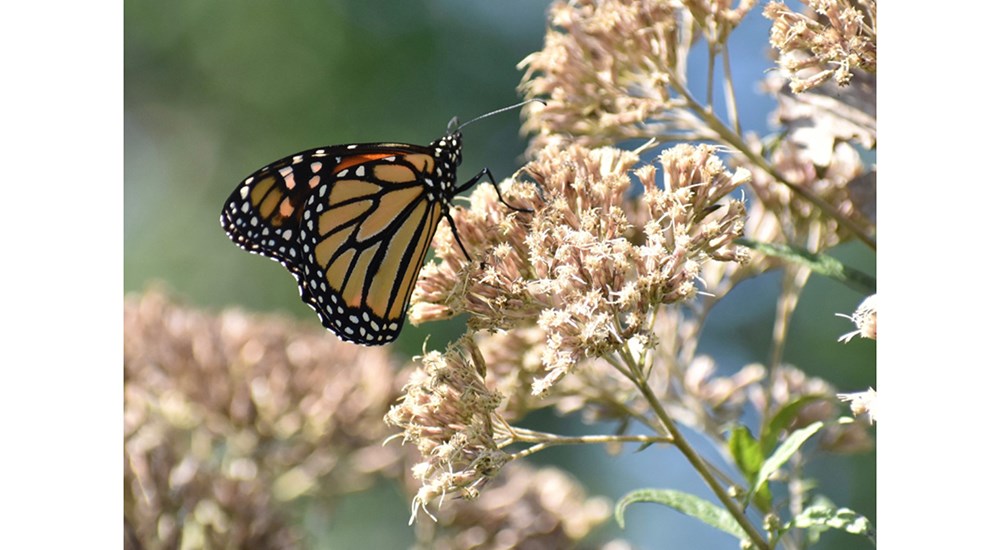 Wildlife_SC_Fall_Monarch