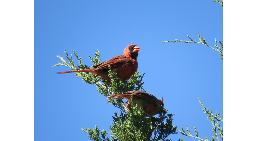 Childrens_CJ_Cardinals_in_Tree