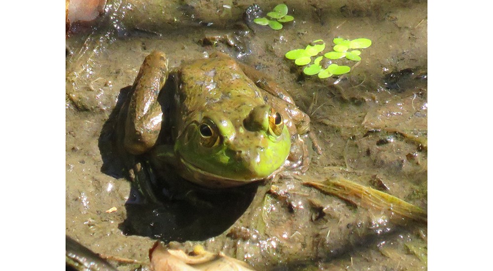 Childrens_CJ_Frog_in_Water