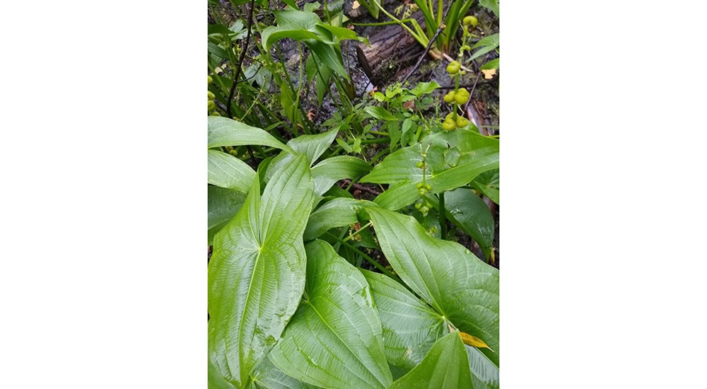 Childrens_CW_Leaves_in_Rain