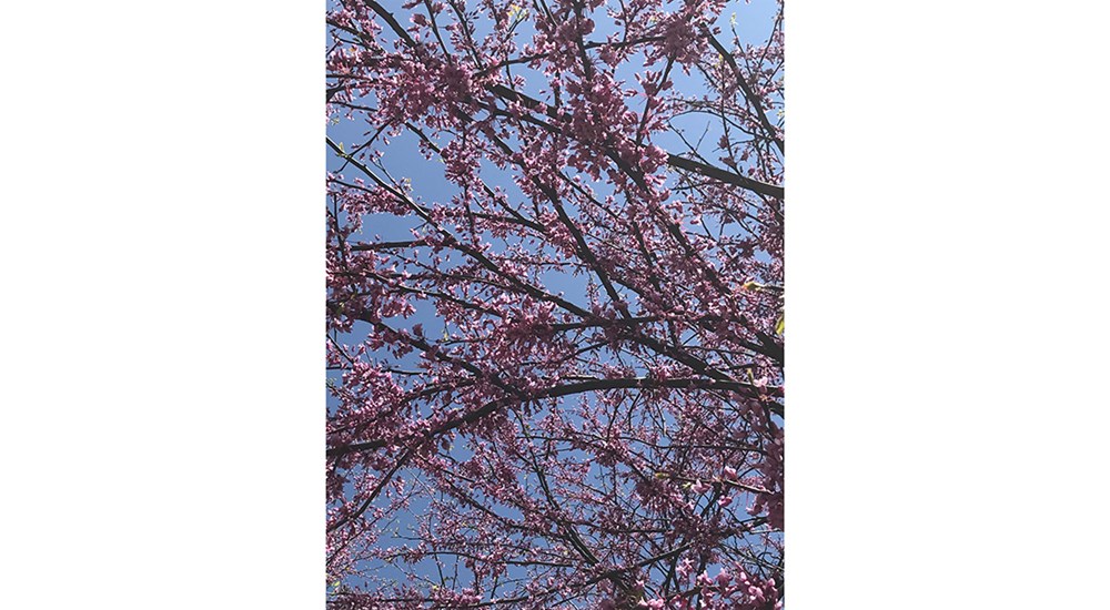 Scenery_ERL_Purple_Blossoms