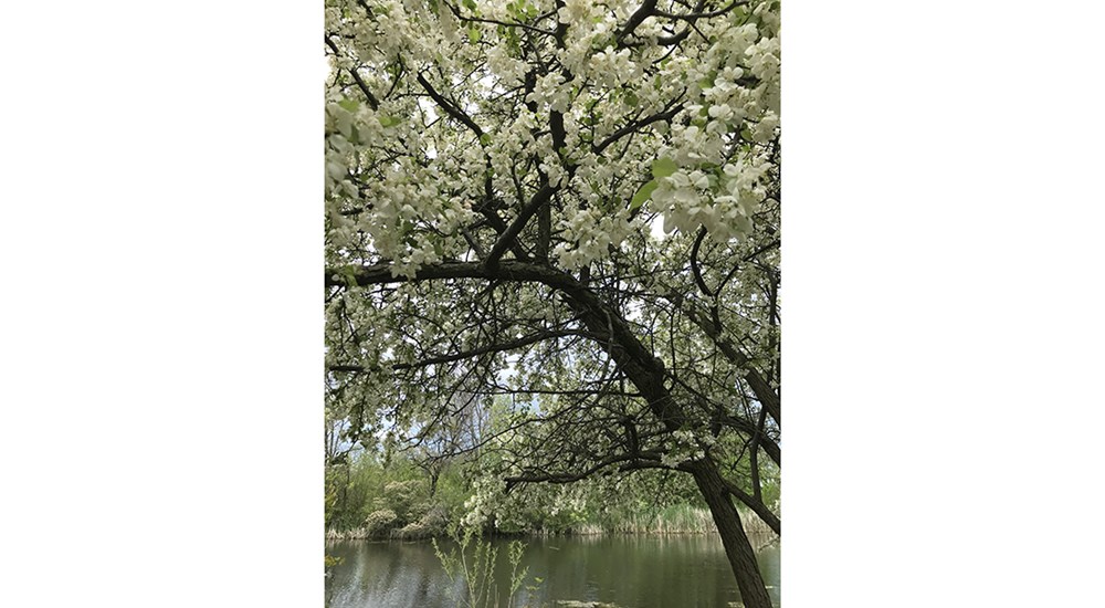 Scenery_ERL_White_Blossoms