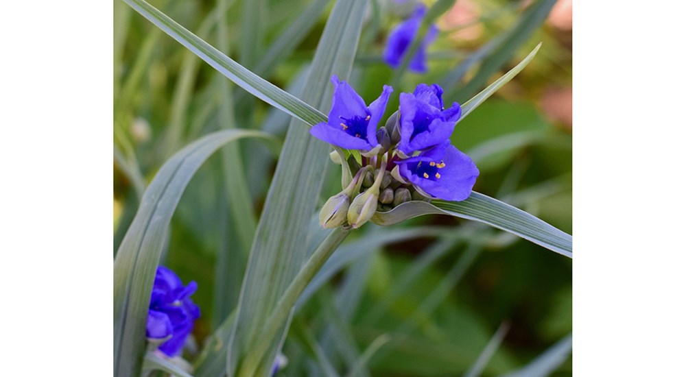 Scenery_NS_Blooming_Purple