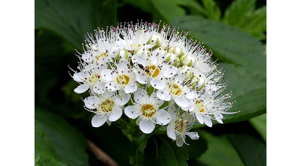 Scenery_PW_White_Blossoms