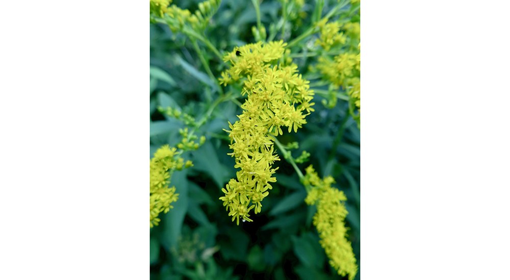 Scenery_SC_Glorious_Goldenrod