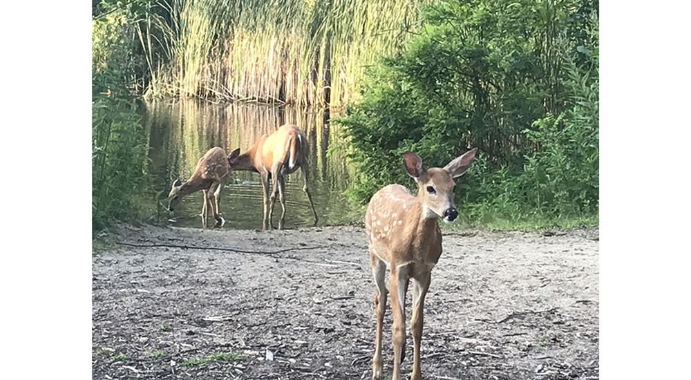 Wildlife_ERL_Deer_Family