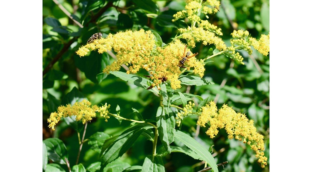 Wildlife_NS_Three_Buzzing_Bees