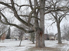 The Skokie Park District's tallest trees