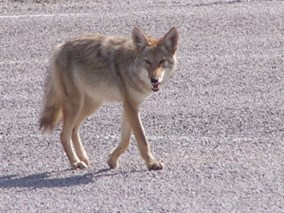 coyote-nps-file-photo