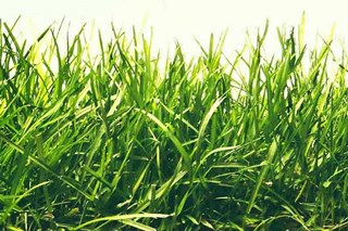 grass