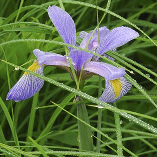blue-flag-iris