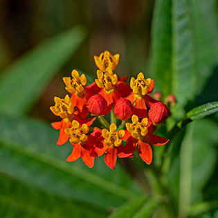 butterfly-weed
