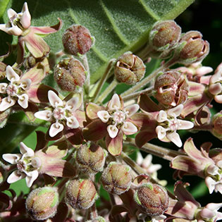 milkweed