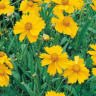 prairie-coriopsis
