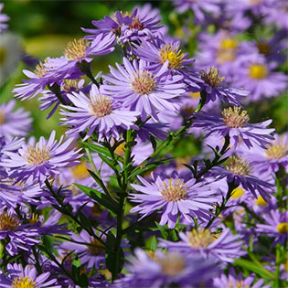 smooth-blue-aster